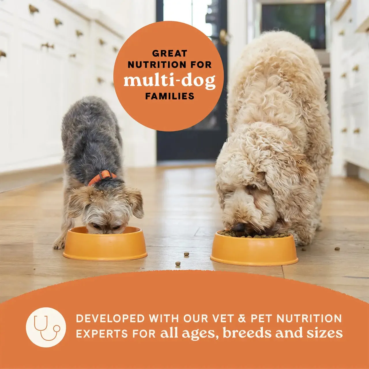 All Life Stages Dry Dog Food, Real Salmon & Ancient Grains Recipe