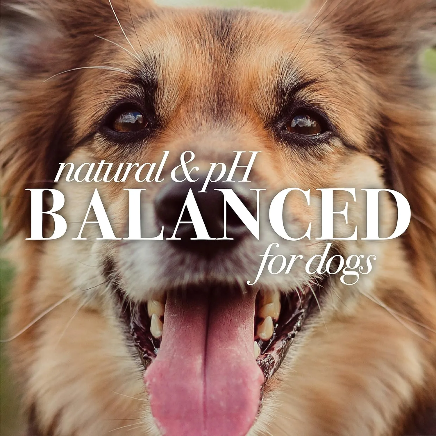 Burt's Bees for Pets Naturally Derived Oatmeal Conditioner with Colloidal Oat Flour & Honey - Dog Oatmeal Shampoo - Cruelty Free, Made in the USA - 10 Oz - 6 Pack