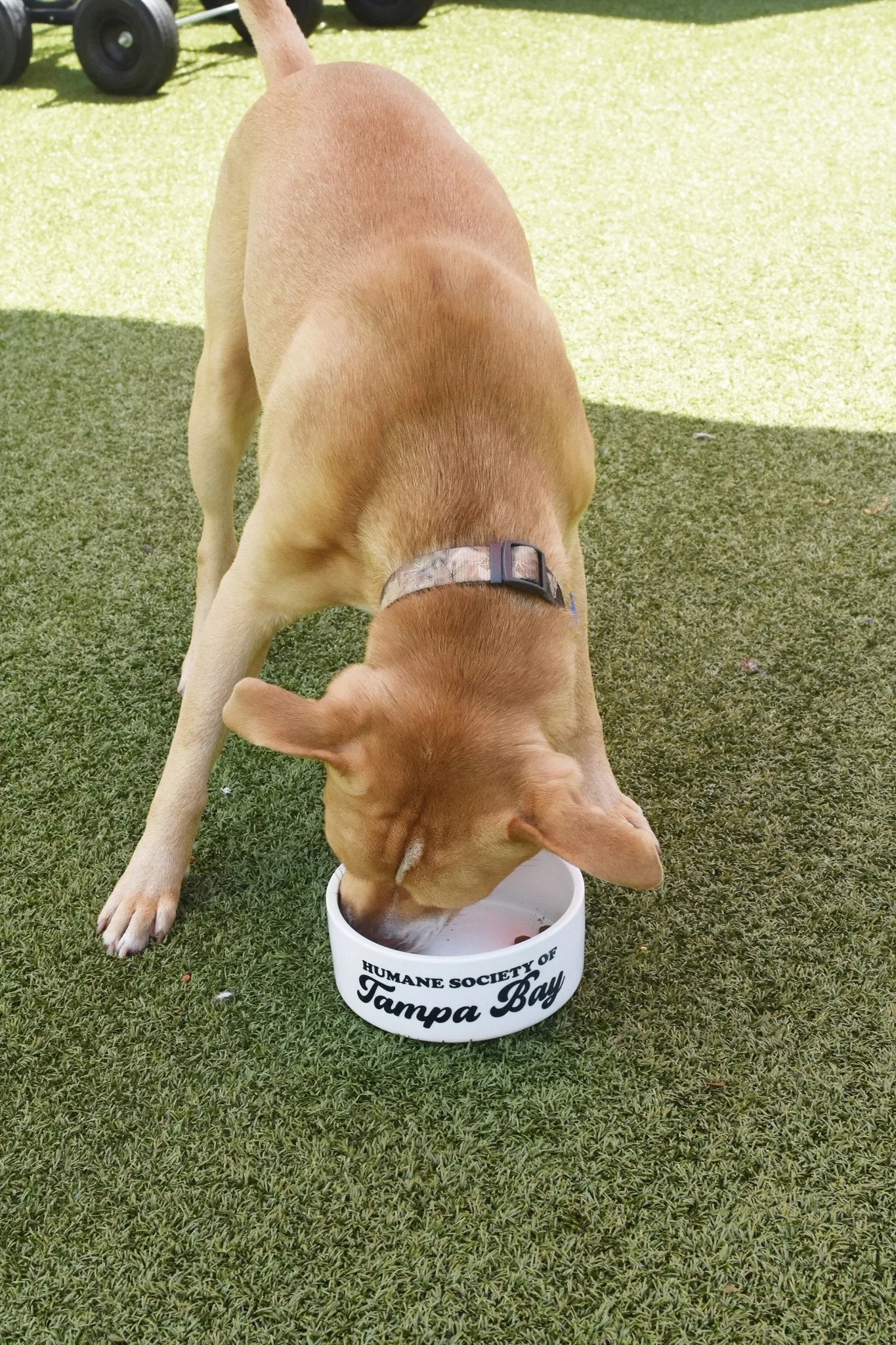 Design Your Own Pet Food Bowl Ceramic 6" or 7" White