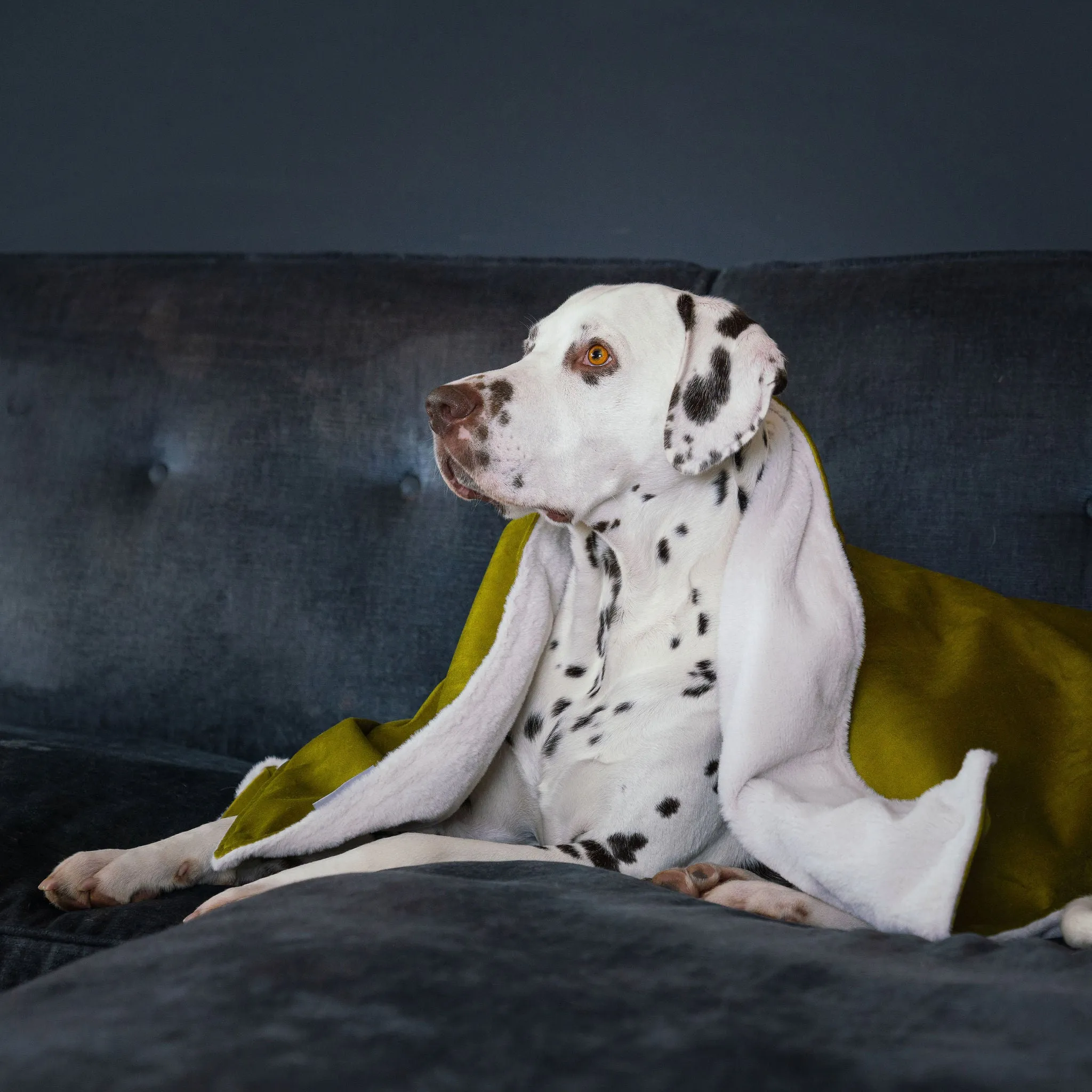 Dog & Puppy Blanket in Olive Velvet by Lords & Labradors