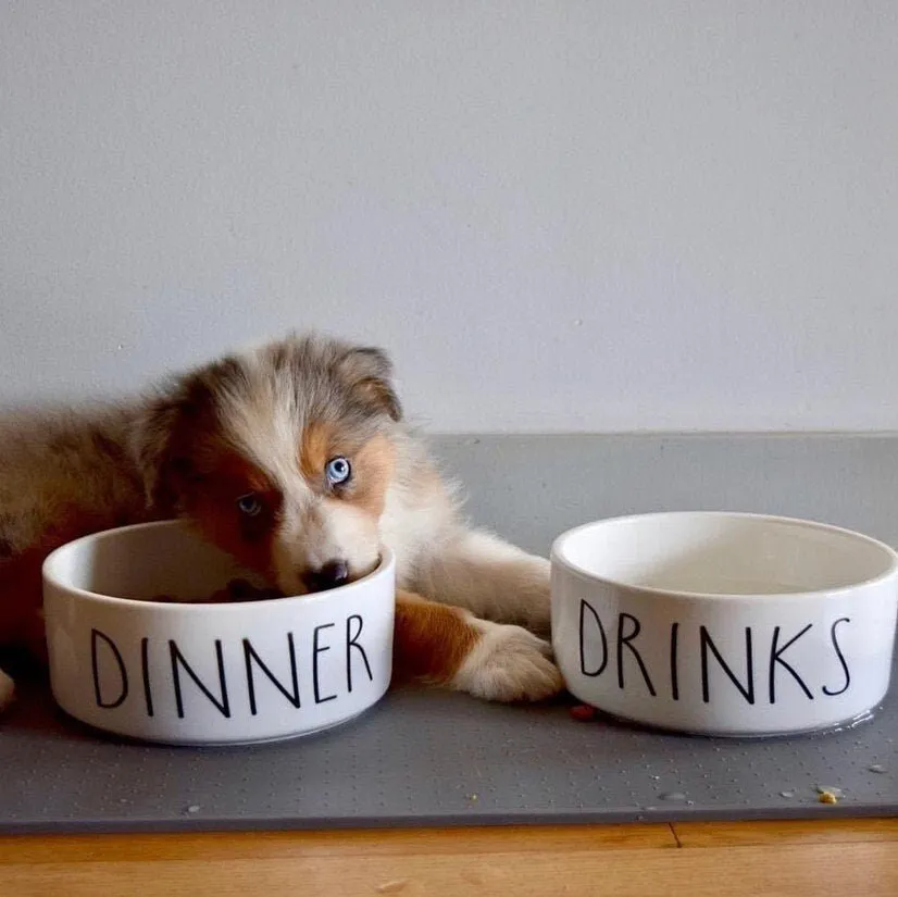 Dog Food and Water Bowls: Ceramic Funny Dinner and Drinks Pet Bowls, 2 Sizes