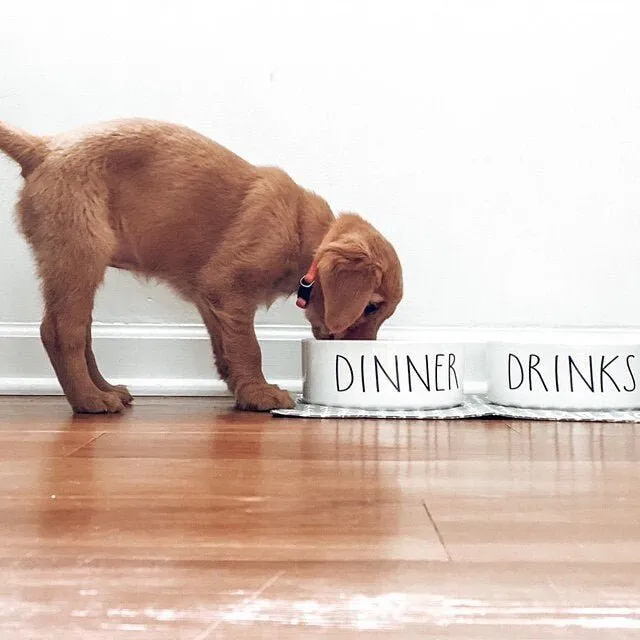 Dog Food and Water Bowls: Ceramic Funny Dinner and Drinks Pet Bowls, 2 Sizes