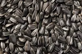 Leach Black Oil Sunflower Seeds, 50-lb Bag