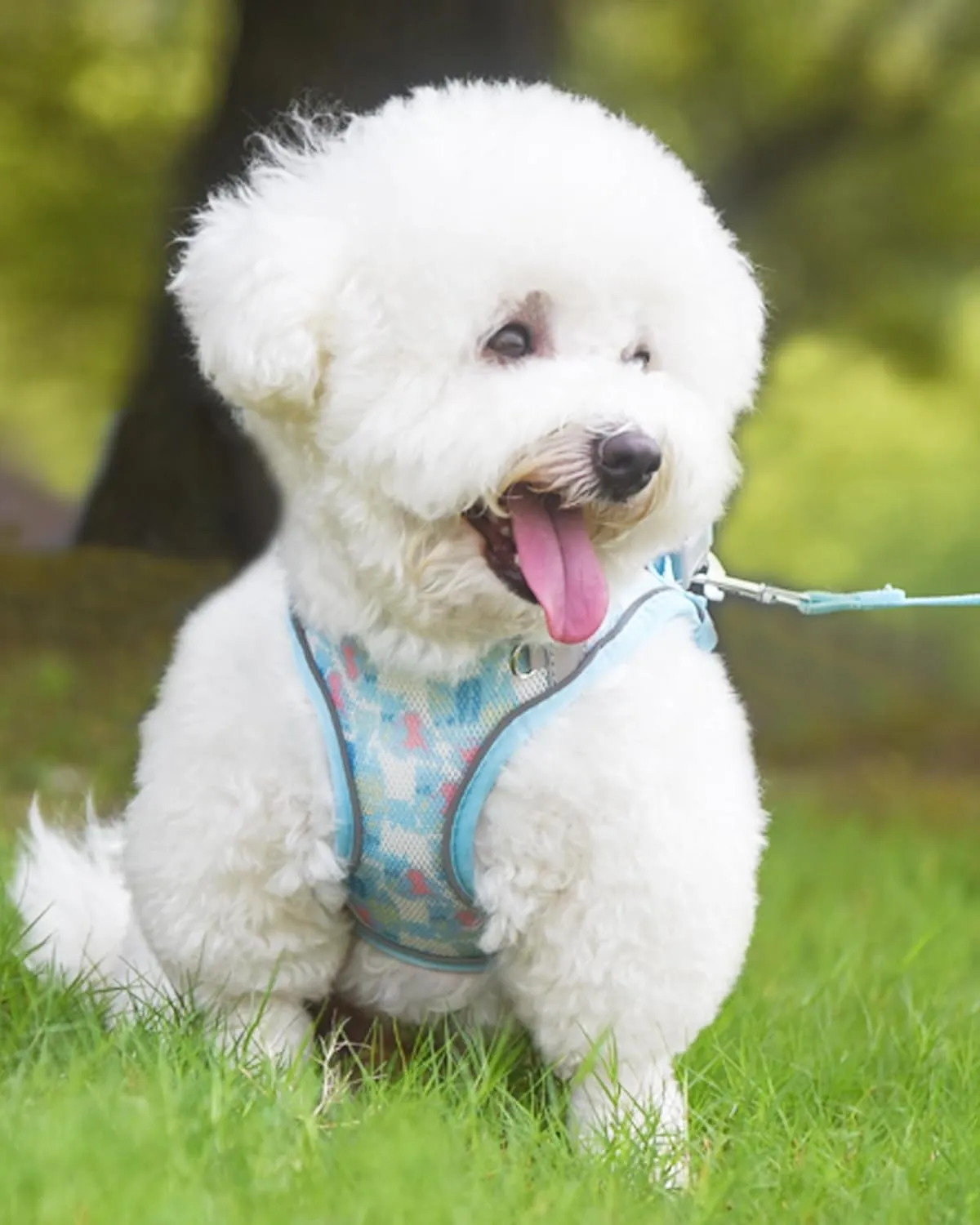 No Pull Dog Harness & Leash Set - Step-in Harness for Small & Medium Dogs, Blue or Multi-color
