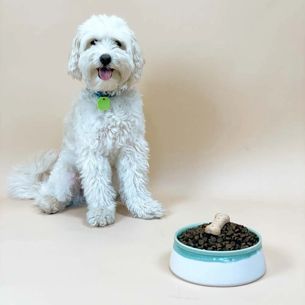 Pet Bowl