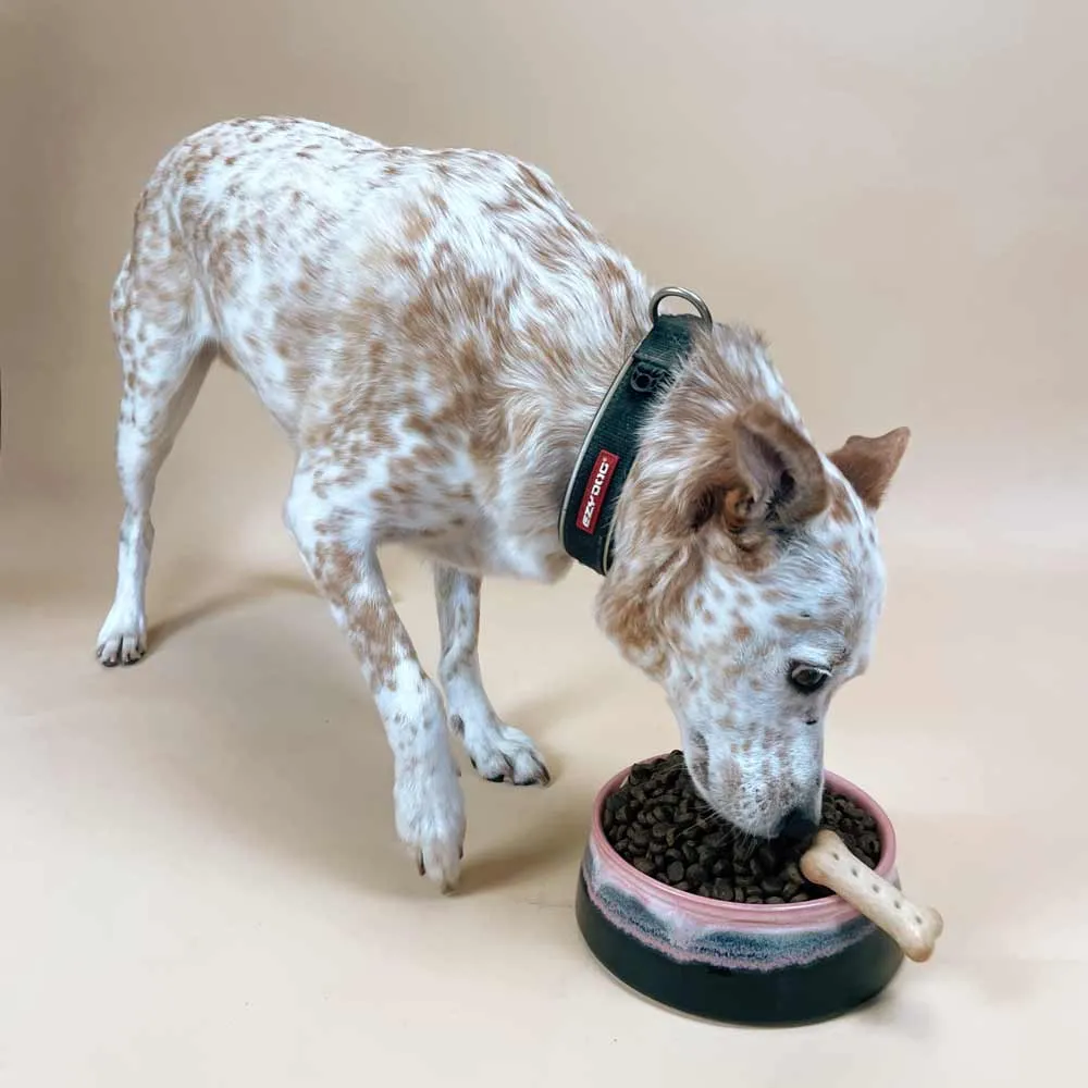 Pet Bowl