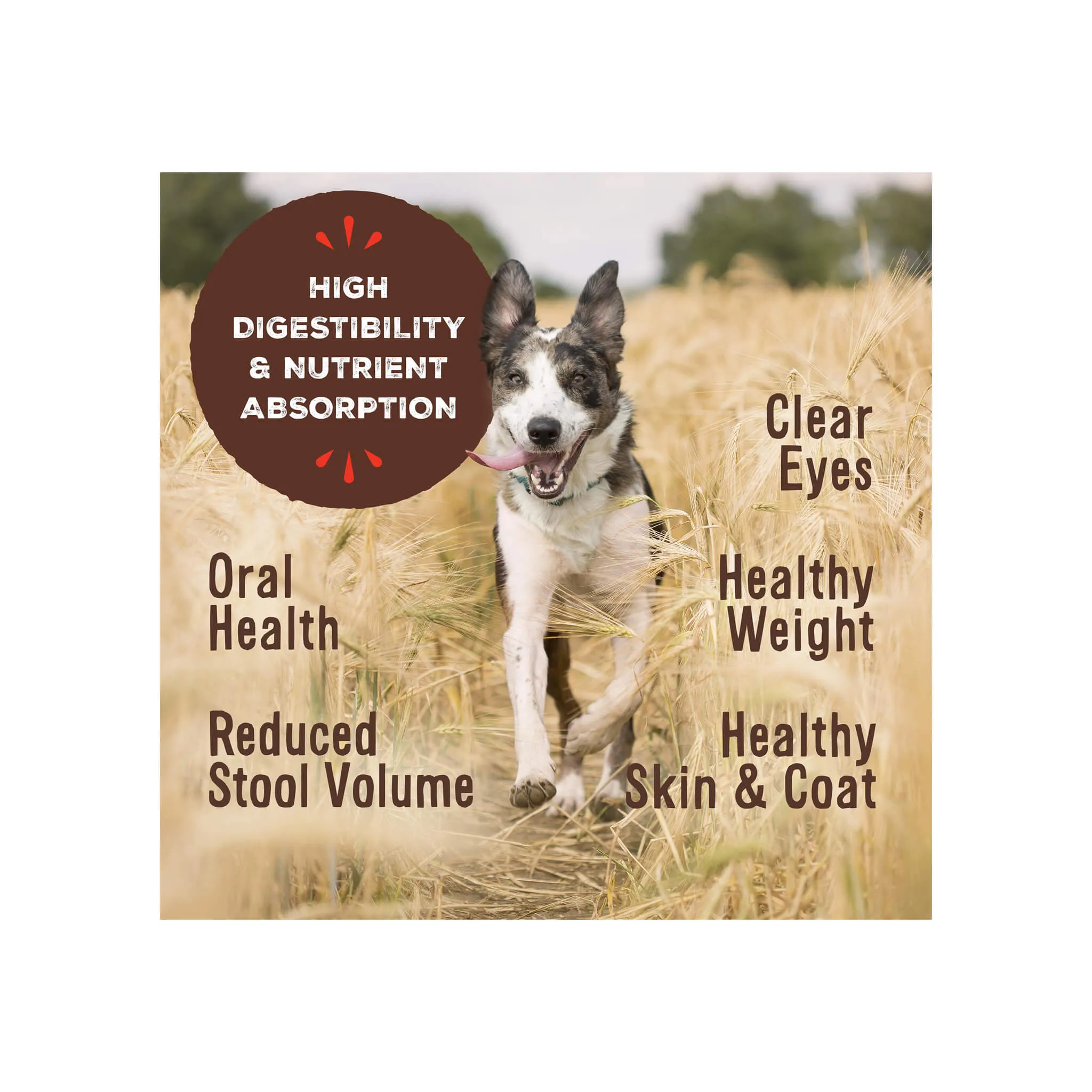 Primal Pet Foods Freeze-Dried Nuggets Dog Food