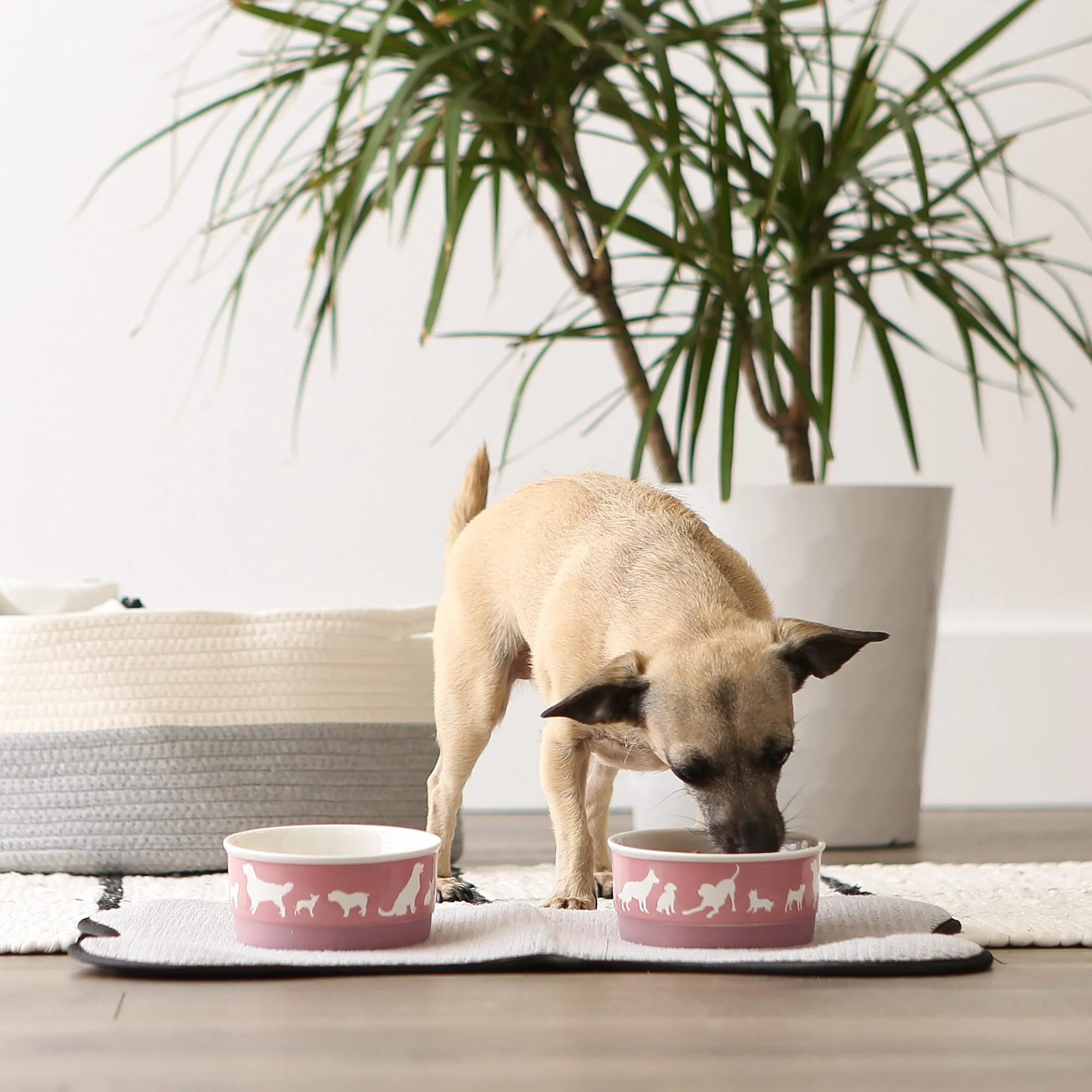 Rose Dog Show Pet Bowl Set/2, Small - 3/4 C Capacity